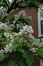 Northern Catalpa (Catalpa speciosa) at Lurvey Garden Center