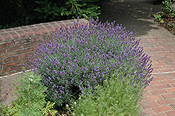 English Lavender (Lavandula angustifolia) at Make It Green Garden Centre