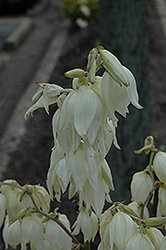 Bright Edge Adam's Needle (Yucca filamentosa 'Bright Edge') at Lurvey Garden Center