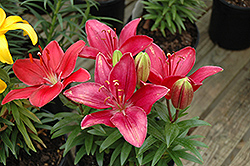 Buzzer Lily (Lilium 'Buzzer') at Make It Green Garden Centre