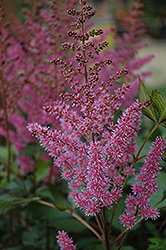 Maggie Daley Astilbe (Astilbe chinensis 'Maggie Daley') at Make It Green Garden Centre