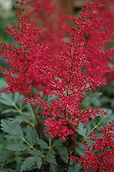 Red Sentinel Astilbe (Astilbe x arendsii 'Red Sentinel') at Make It Green Garden Centre