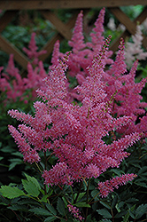 Younique Lilac Astilbe (Astilbe 'Verslilac') at Make It Green Garden Centre