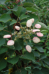 Moonlight Hydrangea Vine (Schizophragma hydrangeoides 'Moonlight') at Lurvey Garden Center