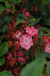 Raspberry Glow Mountain Laurel (Kalmia latifolia 'Raspberry Glow') at Make It Green Garden Centre