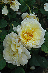 White Licorice Rose (Rosa 'White Licorice') at Make It Green Garden Centre
