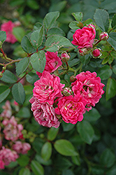 Lovely Fairy Rose (Rosa 'Lovely Fairy') at Make It Green Garden Centre