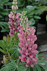 Gallery Pink Lupine (Lupinus 'Gallery Pink') at Make It Green Garden Centre