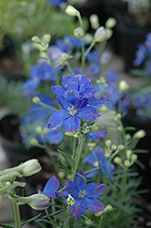 Blue Mirror Delphinium (Delphinium grandiflorum 'Blue Mirror') at Make It Green Garden Centre