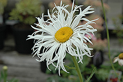 Aglaia Shasta Daisy (Leucanthemum x superbum 'Aglaia') at Make It Green Garden Centre