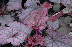 Midnight Bayou Coral Bells (Heuchera 'Midnight Bayou') at Make It Green Garden Centre