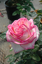 Princesse de Monaco Rose (Rosa 'Princesse de Monaco') at Make It Green Garden Centre