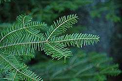 Balsam Fir (Abies balsamea) at Lurvey Garden Center