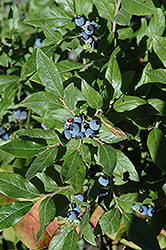Lowbush Blueberry (Vaccinium angustifolium) at Make It Green Garden Centre