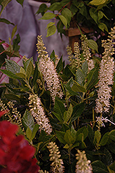 Sixteen Candles Summersweet (Clethra alnifolia 'Sixteen Candles') at Lurvey Garden Center