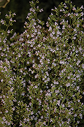 Montrose White Dwarf Calamint (Calamintha nepeta 'Montrose White') at Make It Green Garden Centre