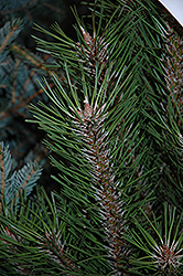 Arnold Sentinel Austrian Pine (Pinus nigra 'Arnold Sentinel') at Lurvey Garden Center