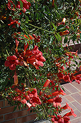 Flamenco Trumpetvine (Campsis radicans 'Flamenco') at Make It Green Garden Centre