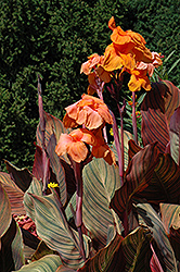 Tropicanna Canna (Canna 'Phasion') at Make It Green Garden Centre