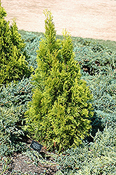 Smaragd Yellow #2 Arborvitae (Thuja occidentalis 'Smaragd Yellow #2') at Make It Green Garden Centre