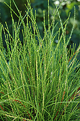 Franky Boy Arborvitae (Thuja orientalis 'Franky Boy') at Make It Green Garden Centre