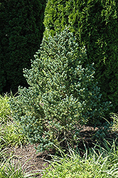 Blue Tear Drop Black Spruce (Picea mariana 'Blue Tear Drop') at Make It Green Garden Centre