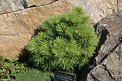 Horsford White Pine (Pinus strobus 'Horsford') at Make It Green Garden Centre