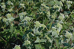 Short Toothed Mountain Mint (Pycnanthemum muticum) at Make It Green Garden Centre