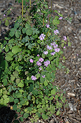 Hewitt's Double Meadow Rue (Thalictrum delavayi 'Hewitt's Double') at Make It Green Garden Centre