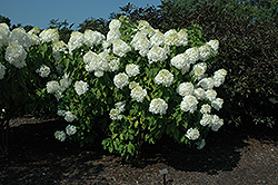 Phantom Hydrangea (Hydrangea paniculata 'Phantom') at Make It Green Garden Centre