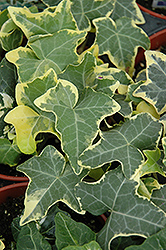 Yellow Ripple Ivy (Hedera helix 'Yellow Ripple') at Make It Green Garden Centre