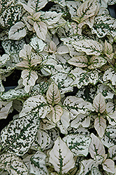 Splash Select White Polka Dot Plant (Hypoestes phyllostachya 'PAS2343') at Make It Green Garden Centre