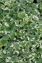 Variegated Ground Ivy (Glechoma hederacea 'Variegata') at Make It Green Garden Centre