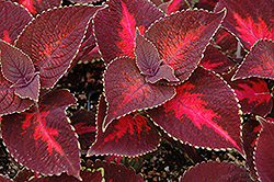 ColorBlaze Kingswood Torch Coleus (Solenostemon scutellarioides 'Kingswood Torch') at Make It Green Garden Centre