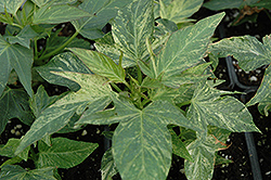 Sweet Caroline Green Yellow Sweet Potato Vine (Ipomoea batatas 'Sweet Caroline Green Yellow') at Make It Green Garden Centre