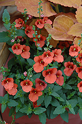 Juliet Orange Twinspur (Diascia 'Baljulorim') at Make It Green Garden Centre