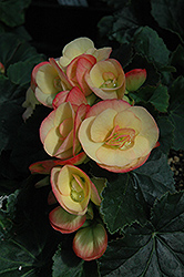 Pink Chablis Begonia (Begonia x hiemalis 'Pink Chablis') at Make It Green Garden Centre