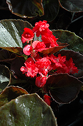 Doublet Red Begonia (Begonia 'Doublet Red') at Make It Green Garden Centre