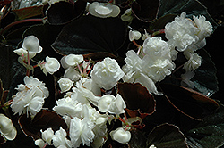 Doublet White Begonia (Begonia 'Doublet White') at Make It Green Garden Centre