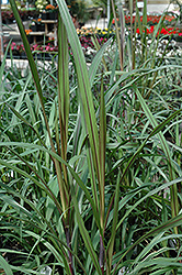 Princess Fountain Grass (Pennisetum purpureum 'Princess') at Make It Green Garden Centre
