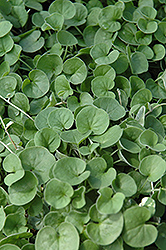 Emerald Falls Dichondra (Dichondra argentea 'Emerald Falls') at Make It Green Garden Centre