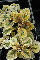 Troy's Gold Swedish Ivy (Plectranthus 'Troy's Gold') at Make It Green Garden Centre