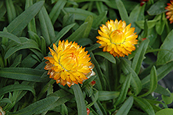 Basket Bon Bon Strawflower (Bracteantha bracteata 'Basket Bon Bon') at Make It Green Garden Centre