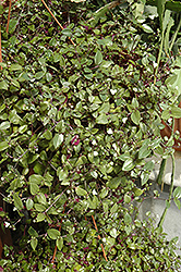 Bridal Veil Spiderwort (Tradescantia 'Bridal Veil') at Make It Green Garden Centre
