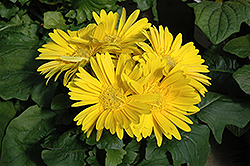 Yellow Gerbera Daisy (Gerbera 'Yellow') at Make It Green Garden Centre