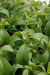 Sweetleaf (Stevia rebaudiana) at Make It Green Garden Centre
