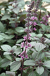 African Blue Basil (Ocimum 'African Blue') at Make It Green Garden Centre