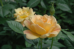 Easy Going Rose (Rosa 'HARflow') at Make It Green Garden Centre
