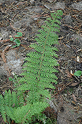 Herrenhausen Shield Fern (Polystichum setiferum 'Herrenhausen') at Make It Green Garden Centre