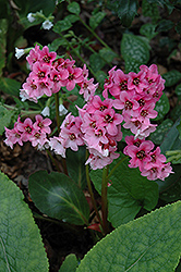 Pink Dragonfly Bergenia (Bergenia 'Pink Dragonfly') at Lurvey Garden Center